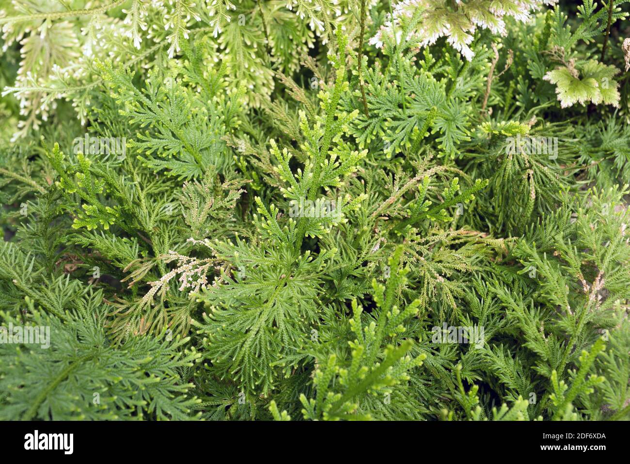Pale spikemoss (Selaginella pallescens) is a vascular plant native to Mexico. Stock Photo