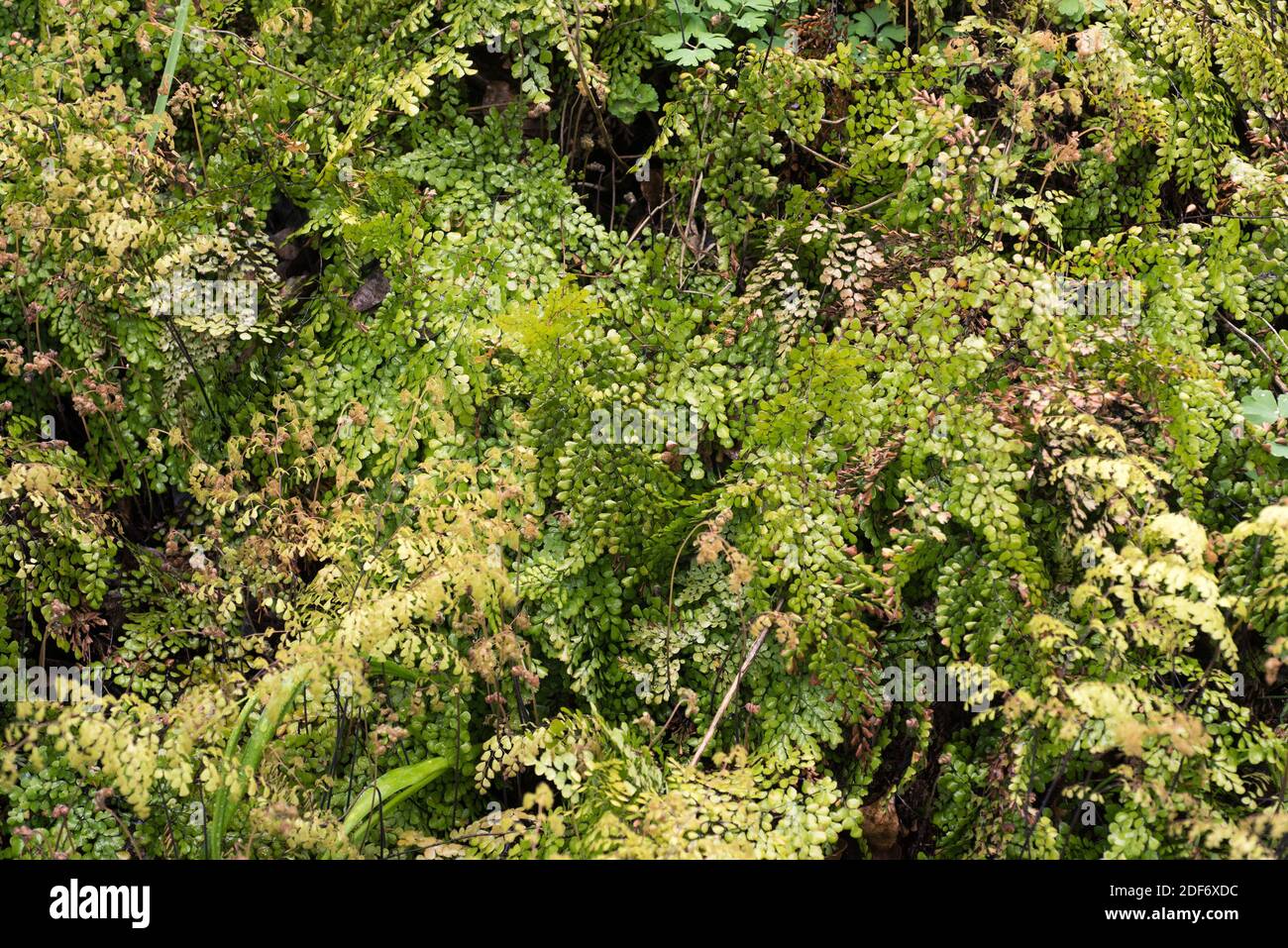 Evergreen maidenhair or Himalayan maidenhair (Adiantum venustum) is a fern native to Himalaya and China. Stock Photo