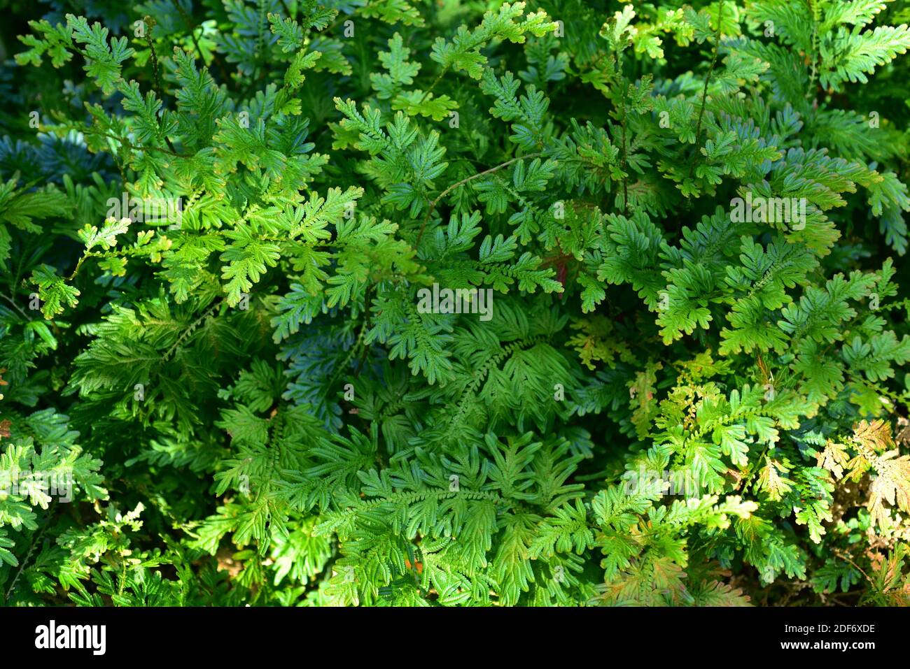 Willdenow spikemoss (Selaginella willdenowii) is an iridiscent vascular plant native to southern Asia. Stock Photo