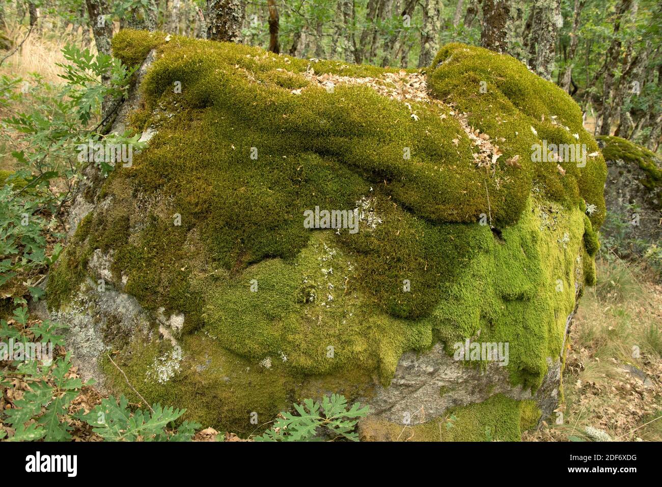 Squirrel-tail moss (Leucodon sciuroides). This photo was taken in an oak forest of Zamora province. Stock Photo