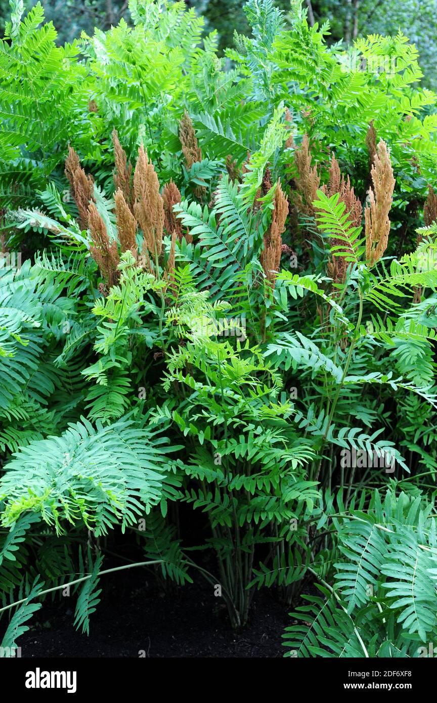 Royal fern (Osmunda regalis) is a fern native to Eurasia and Africa. This photo was taken in Aquitaine, France. Stock Photo