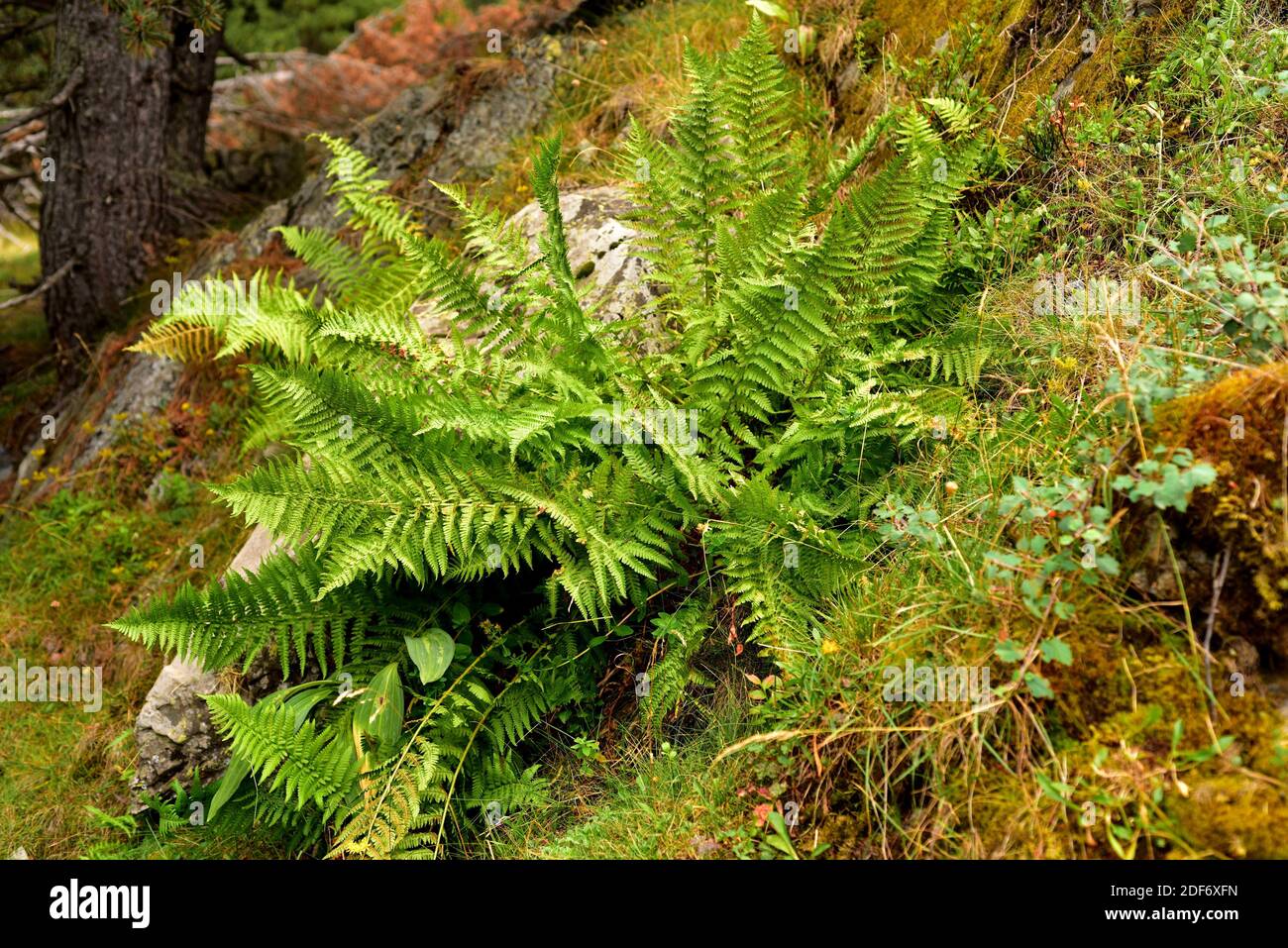 Male fern (Dryopteris filix-mas) is a fern native to Northern Hemisphere. This photo was taken in Montgarri, Lleida province, Catalonia, Spain. Stock Photo