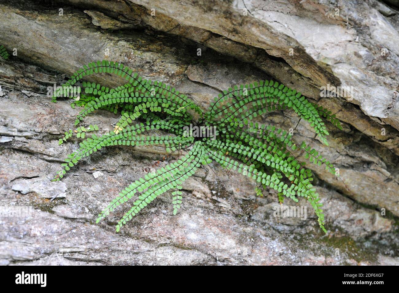 Maidenhair spleenwort hi-res stock photography and images - Alamy