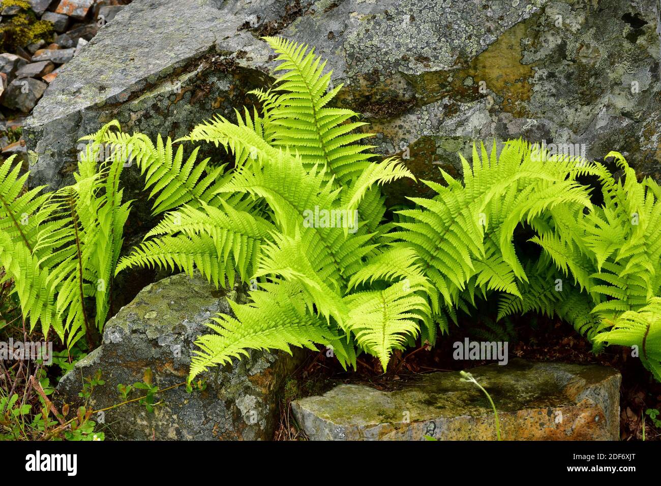 Male fern (Dryopteris filix-mas) is a fern native to Northern Hemisphere. This photo was taken in Muniellos Biosphere Reserve, Asturias, Spain. Stock Photo