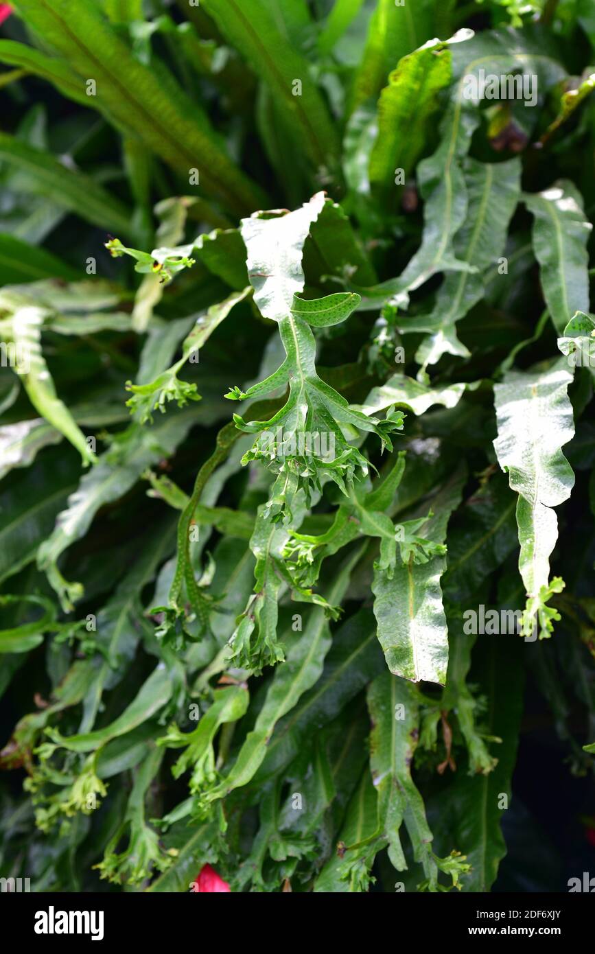 Crested tongue fern (Pyrrosia lingua cristata) is an ornamental epiphyte fern. Stock Photo