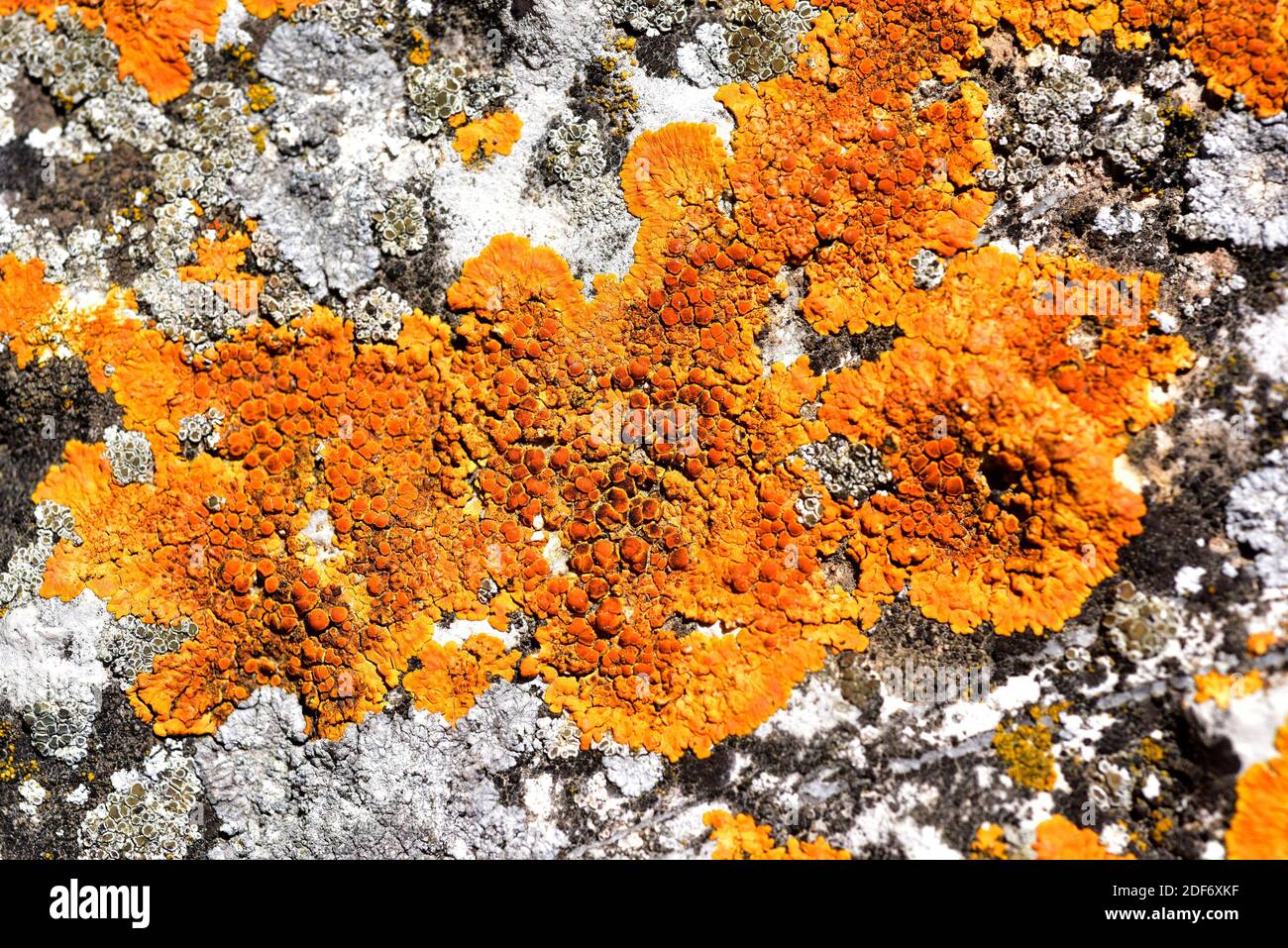 Caloplaca flavescens is a crustose placodioid lichen that grows on calcareous rocks. This photo was taken in Sant Magi de la Brufaganya, Tarragona Stock Photo