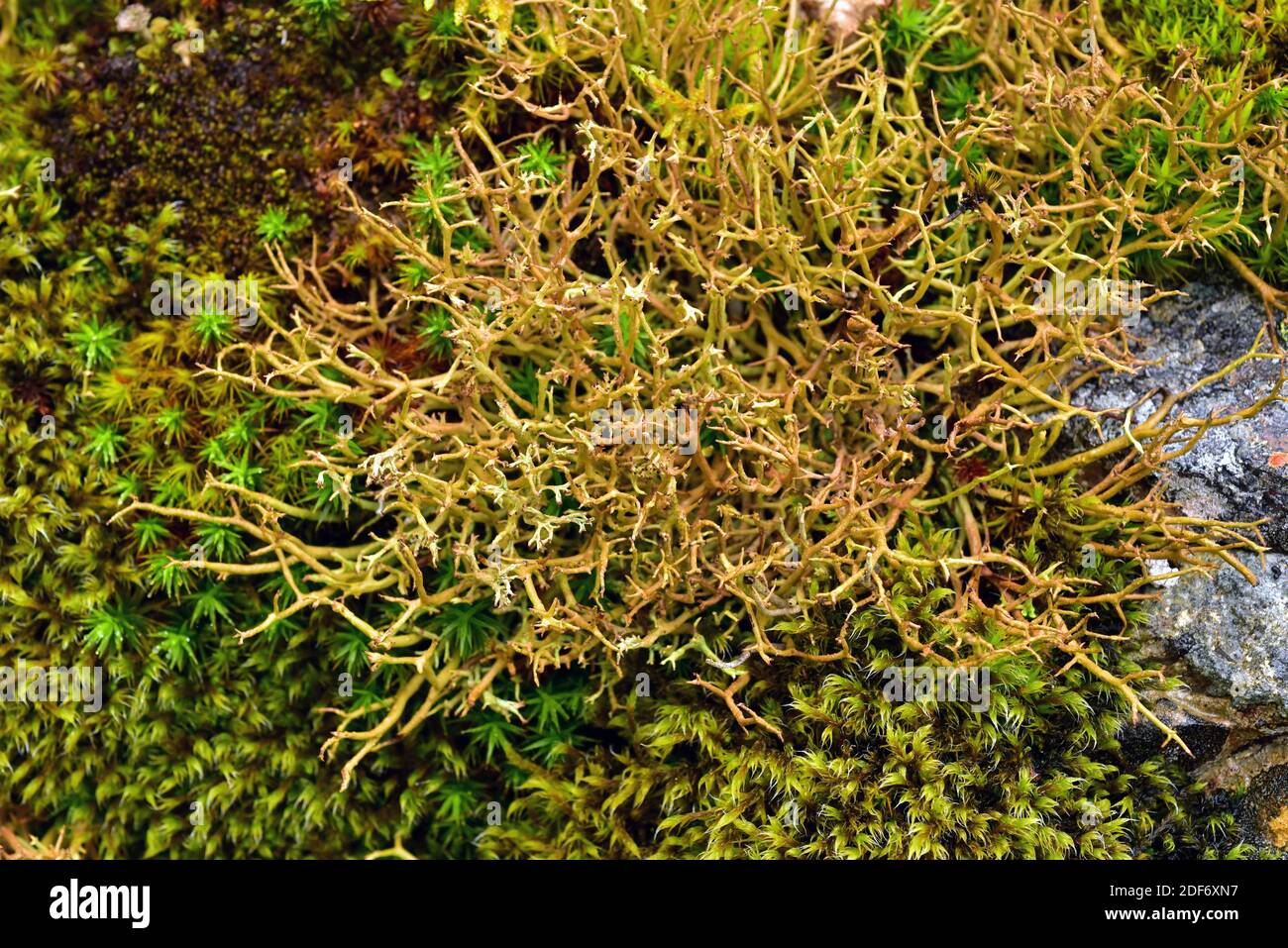 Cladonia ciliata is a fruticulose lichen. This photo was taken in Muniellos Biosphere Reserve, Asturias, Spain. Stock Photo
