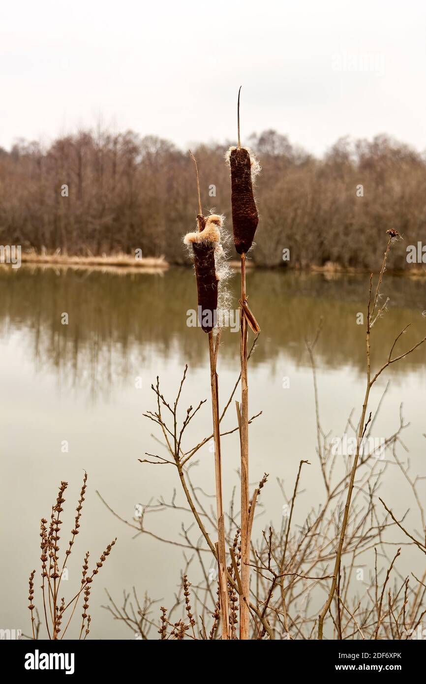 Cattail at a calm lake at winter time Stock Photo