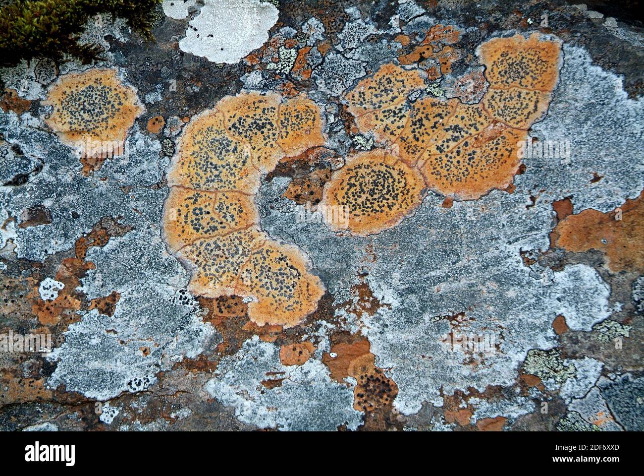 Lecidea lithophila is a rust color crustose lichen. Stock Photo
