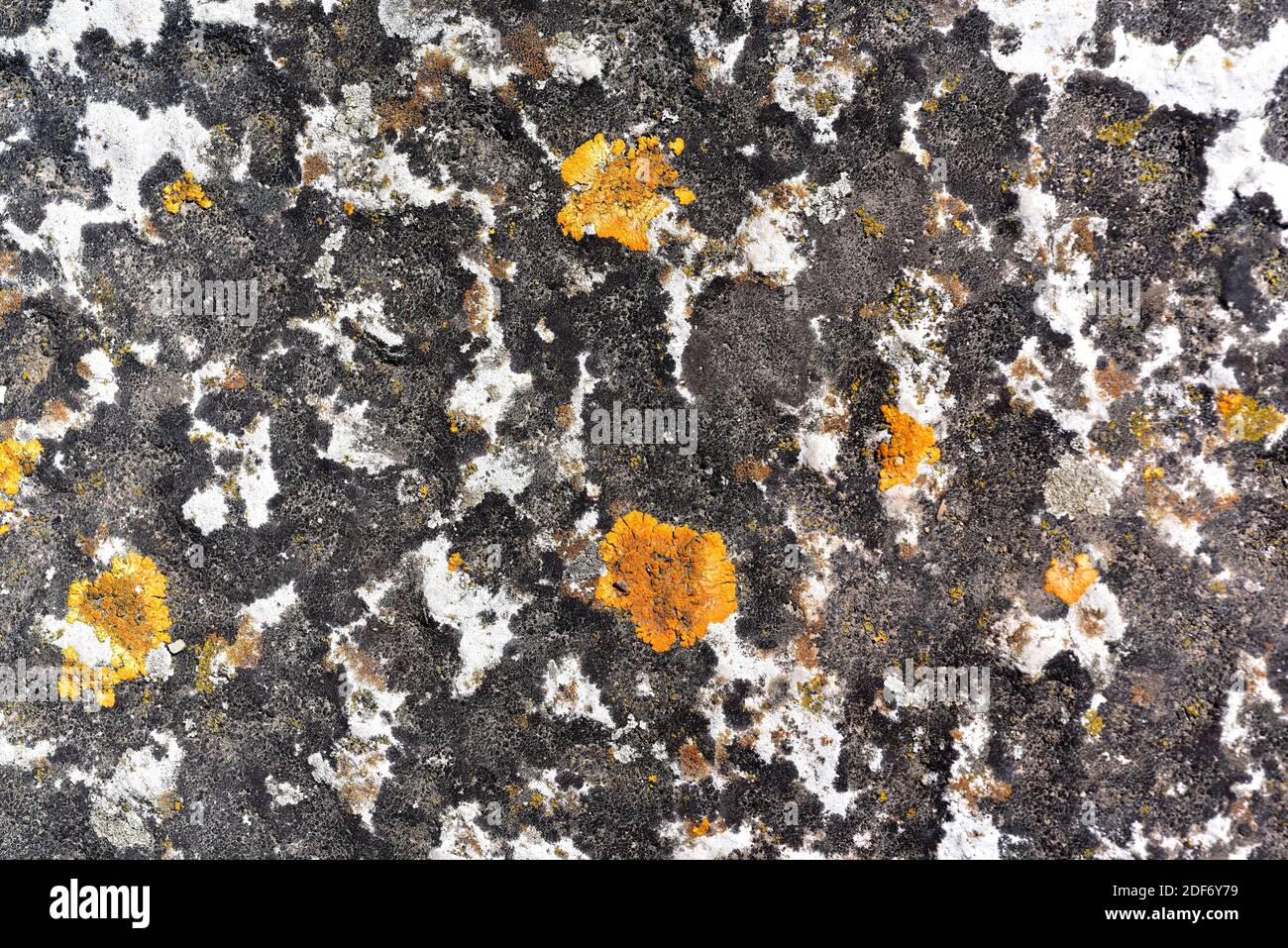 Crustose lichen community with Verrucaria nigrescens (black), Aspicilia calcarea (grey) and Xanthoria flavescens (orange) growing on a calcareous Stock Photo