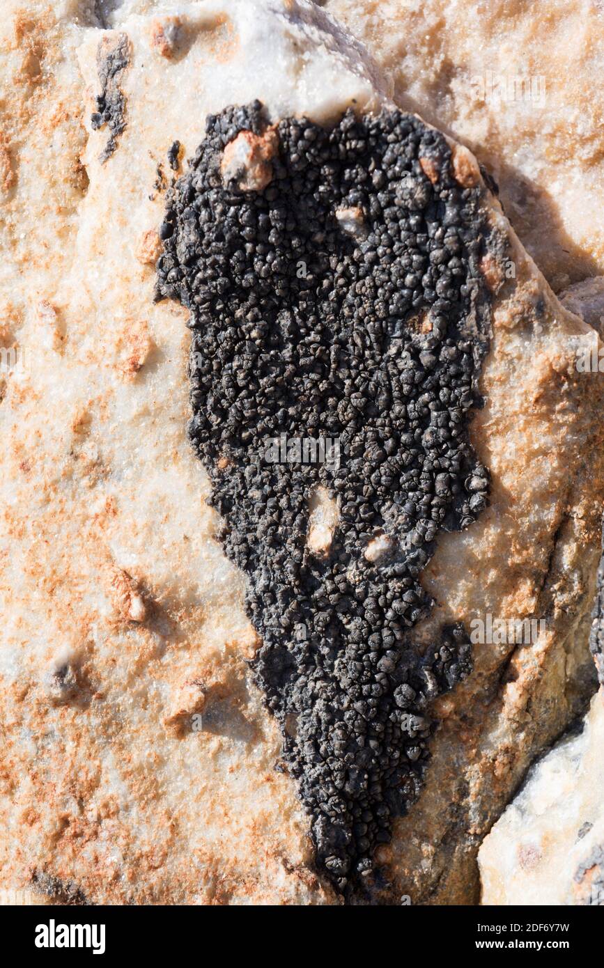 Verrucariaceae hires stock photography and images Alamy