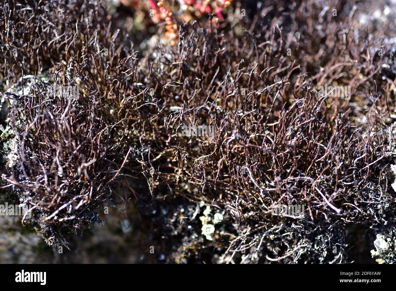 Cladonia gracilis is a squamulose lichen with brownish podetia. This photo was taken in Arribes del Duero Natural Park, Zamora province, Stock Photo