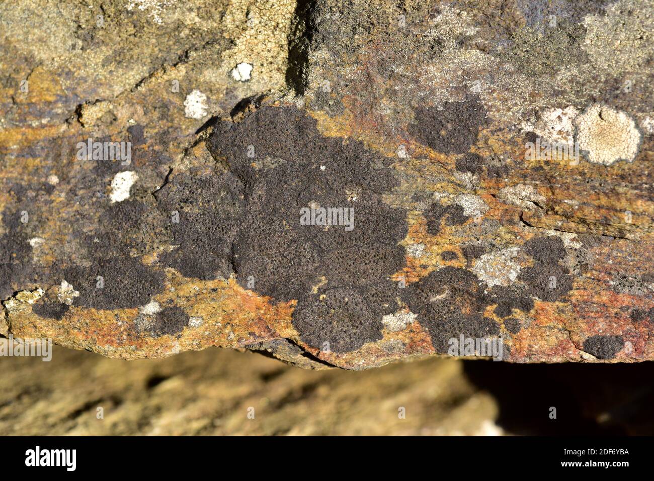 Buellia badia is a crustose lichen. This photo was taken in Alt Emporda, Girona province, Catalonia, Spain. Stock Photo