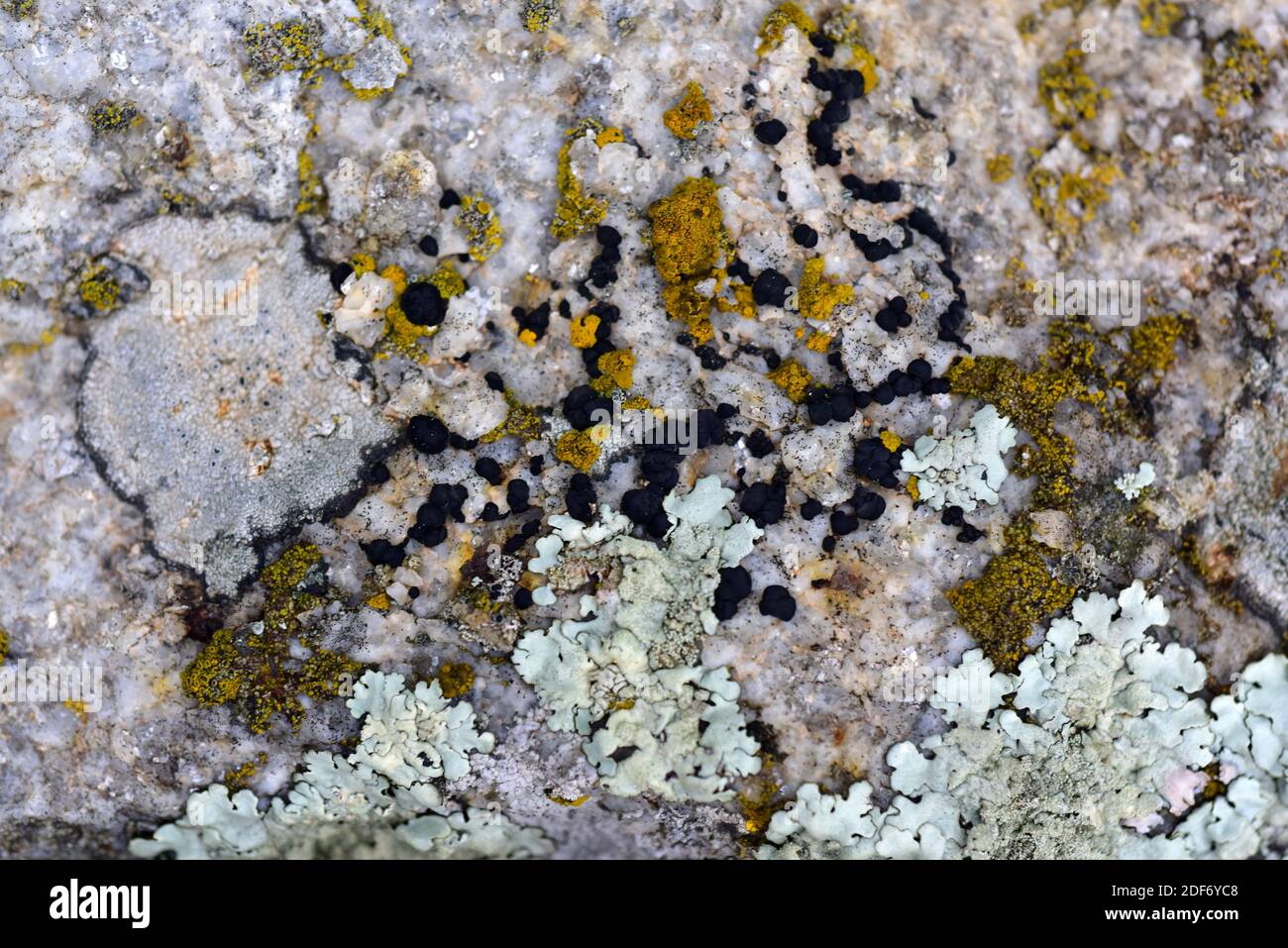 Buellia punctata is a crustose lichen. This photo was taken in Alt Emporda, Girona province, Catalonia, Spain. Stock Photo