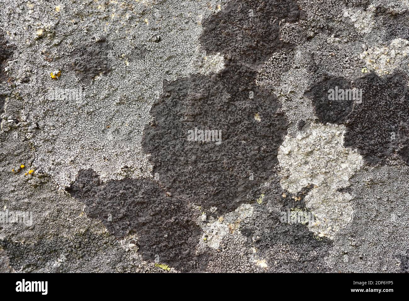 Verrucaria fuscella is a crustose lichen with black apothecia. This photo was taken in Arribes del Duero Natural Park, Zamora province, Stock Photo