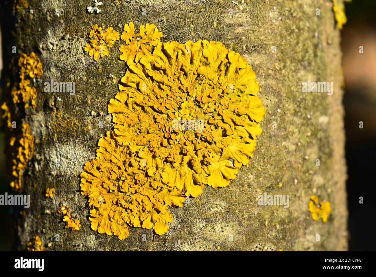 Xanthoria parietina is a foliose lichen with orange apothecia. This photo was taken in La Albera, Girona province, Catalonia, Spain. Stock Photo