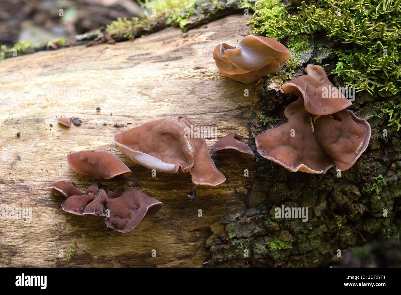 Jelly ear (Auricularia auricula-judae) is a parasitic or saprophyte fungus edible and medicinal. This photo was taken in La Palma Island, Canary Stock Photo