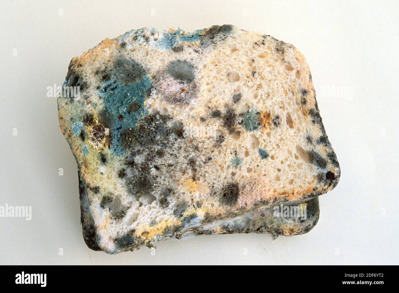 Black bread mold (Rhizopus stolonifer or Rhizopus nigricans) colonizing bread. Stock Photo