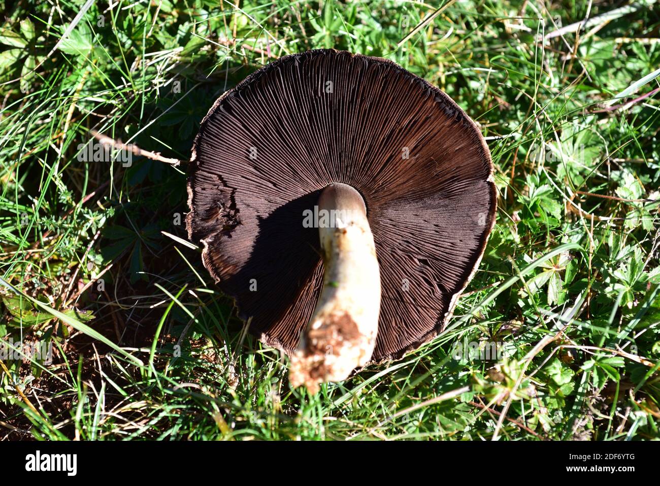 Mushroom (Agaricus bitorquis or Agaricus edulis) is an edible mushroom