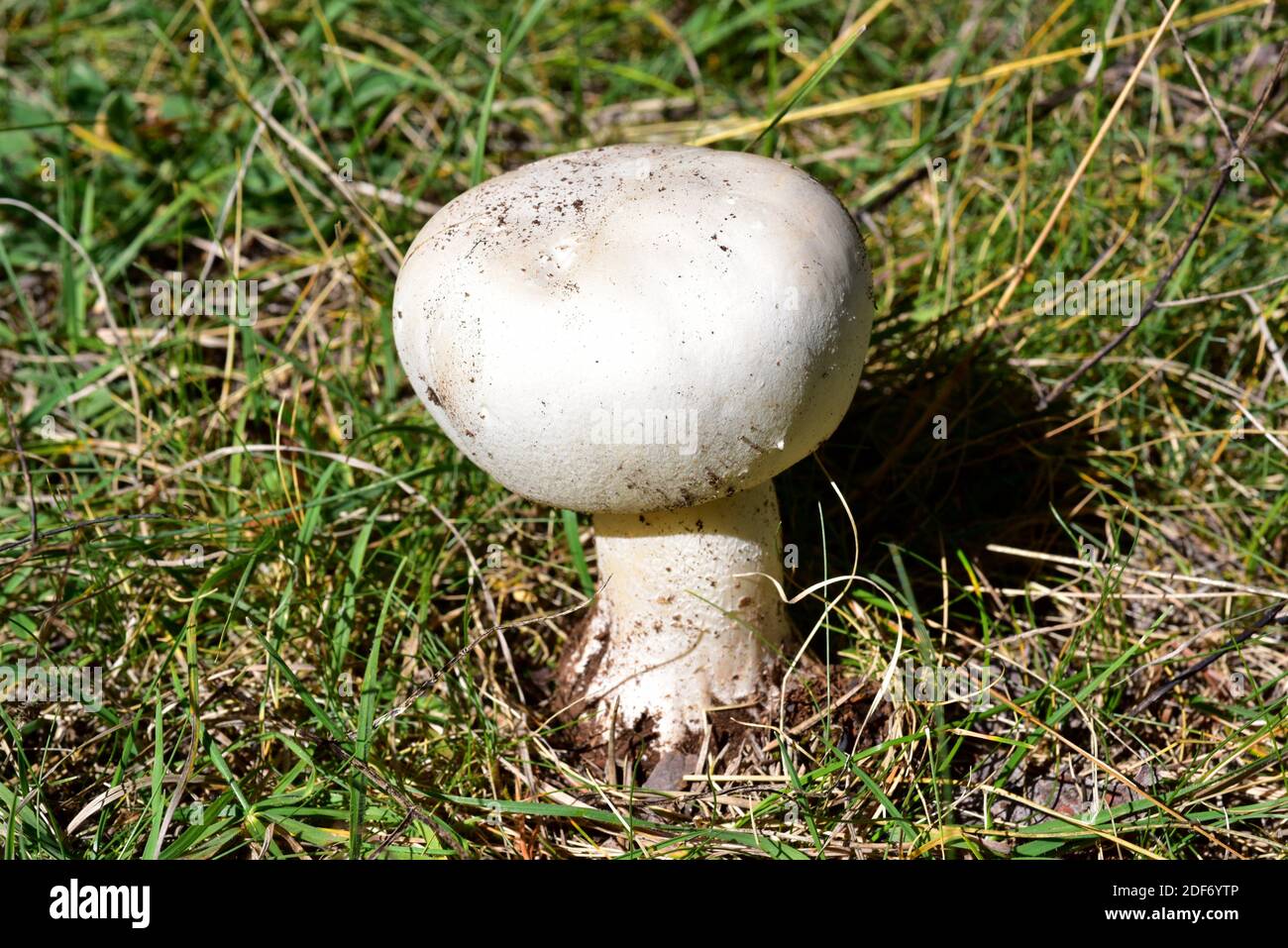 Mushroom (Agaricus bitorquis or Agaricus edulis) is an edible mushroom. This photo was taken near Cantavieja, Teruel province, Aragon, Spain. Stock Photo