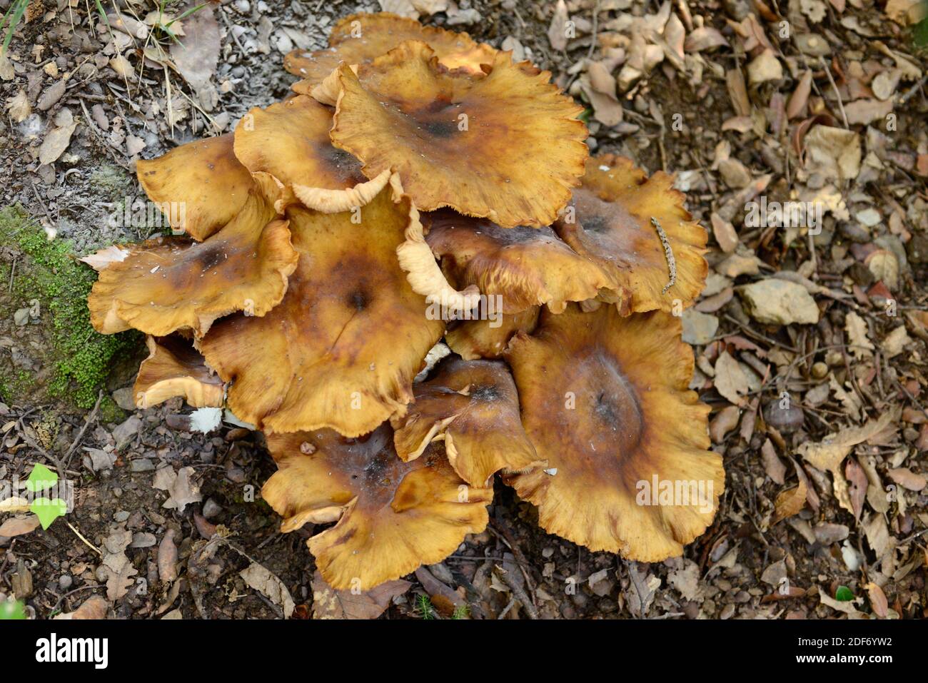 Honey fungus (Armillaria mellea) is an edible fungus pathogen of plants. This photo was taken in Montseny Biosphere Reserve, Barcelona province, Stock Photo