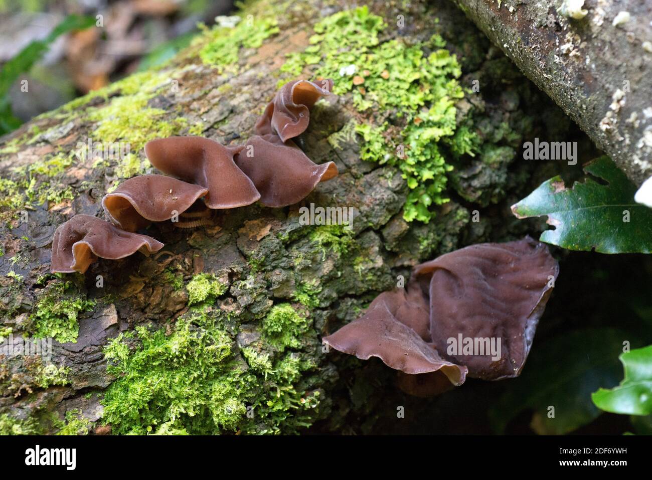 Jelly ear (Auricularia auricula-judae) is a parasitic or saprophyte fungus edible and medicinal. This photo was taken in La Palma Island, Canary Stock Photo