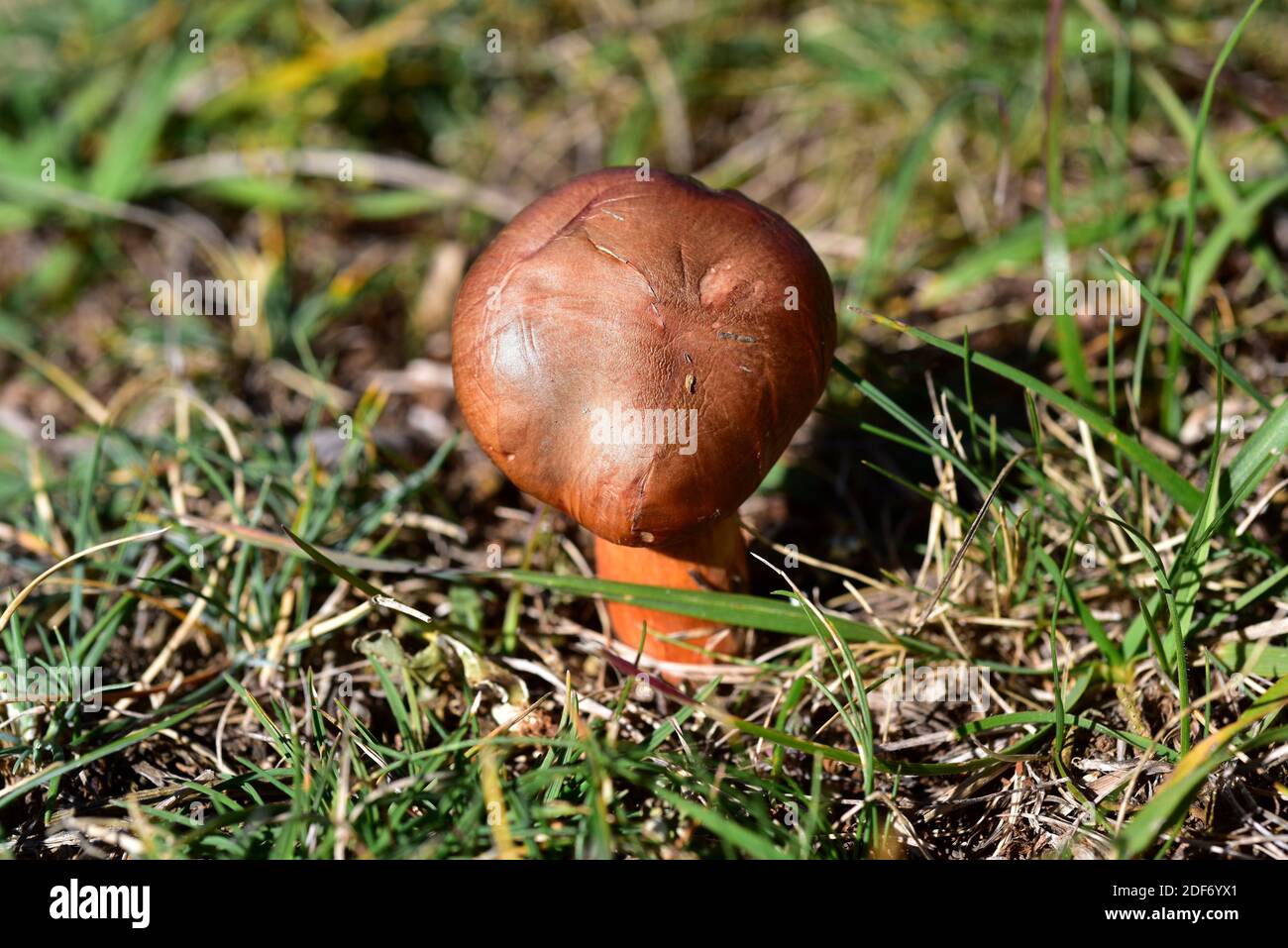 Brown slimecap or copper spike (Chroogomphus rutilus) is an edible mushroom. This photo was taken in a pine forest near Cantavieja, Teruel province, Stock Photo