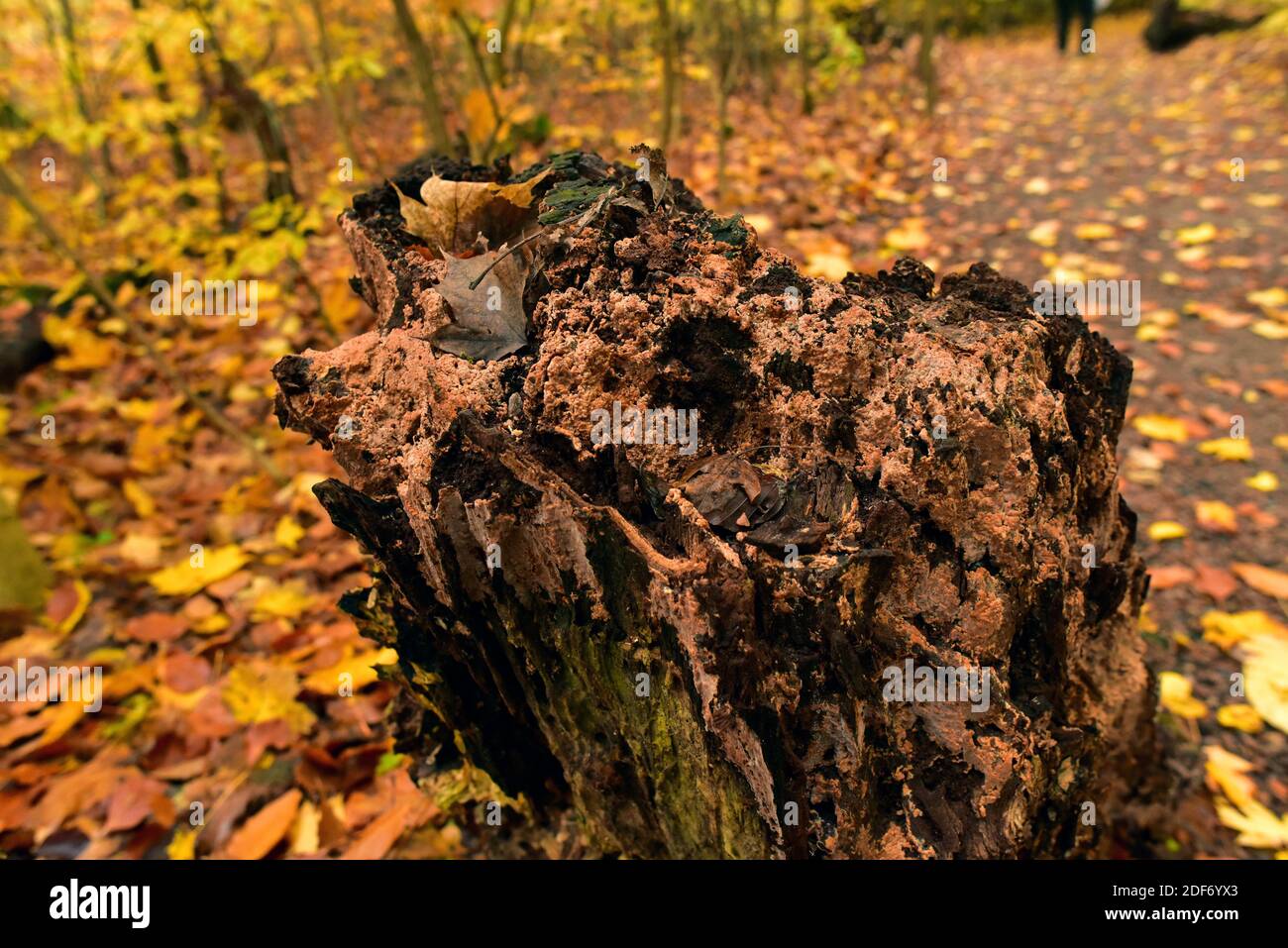Silver Leaf Disease High Resolution Stock Photography And Images Alamy Silver Leaf Disease High Resolution Stock Photography And Images Alamy