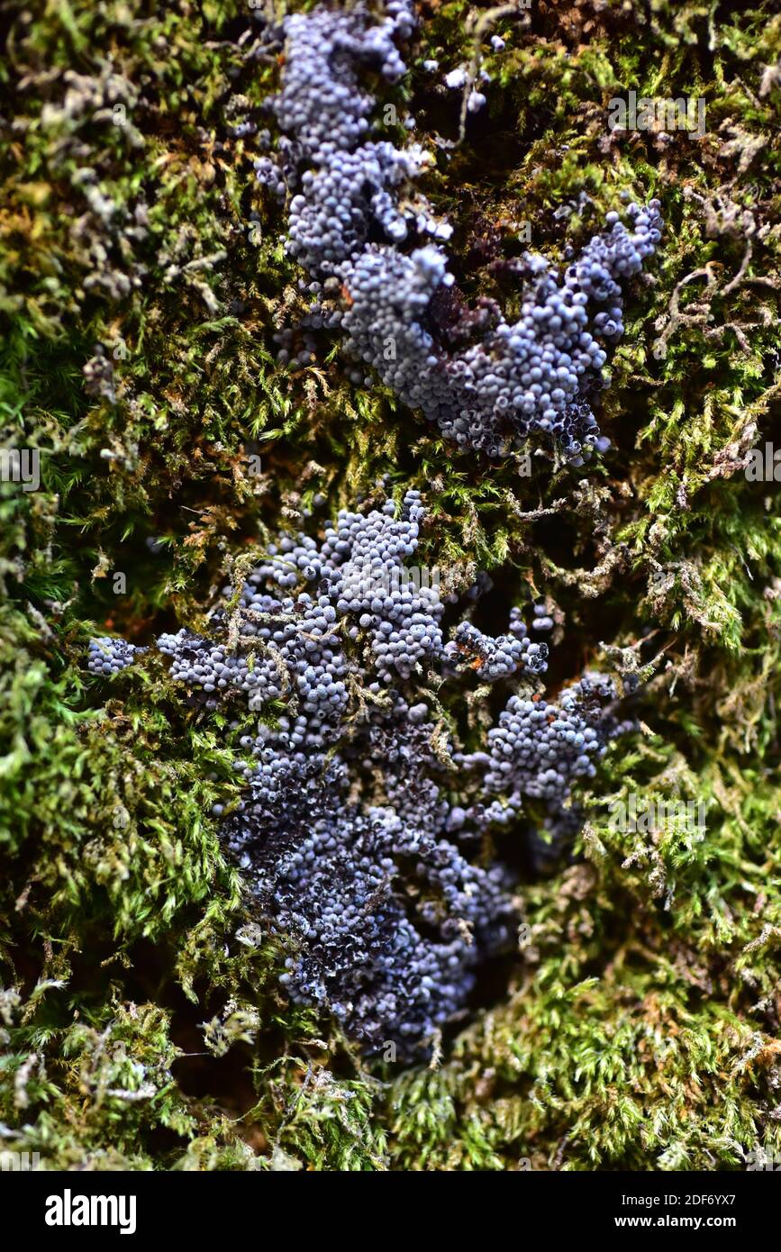 Badhamia foliicola is a myxomicetes or myxogastria species. This photo was taken in Gorbeia Natural Park, Vizcaya province, Euskadi, Spain. Stock Photo