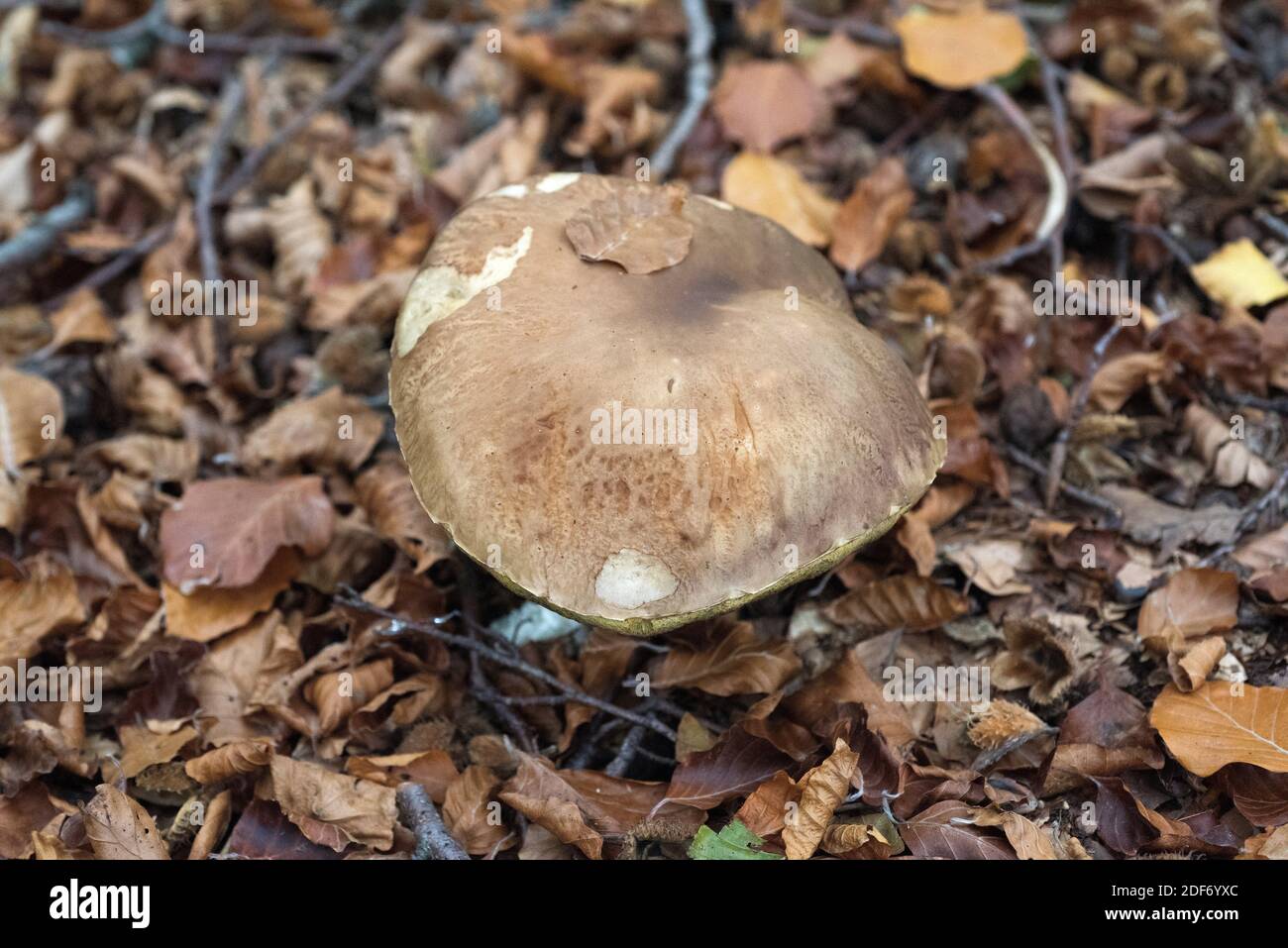 Iodine bolete (Boletus impolitus or Hemileccinum impolitum) is an edible mushroom. This photo was taken in Montseny Biosphere Reserve, Barcelona Stock Photo