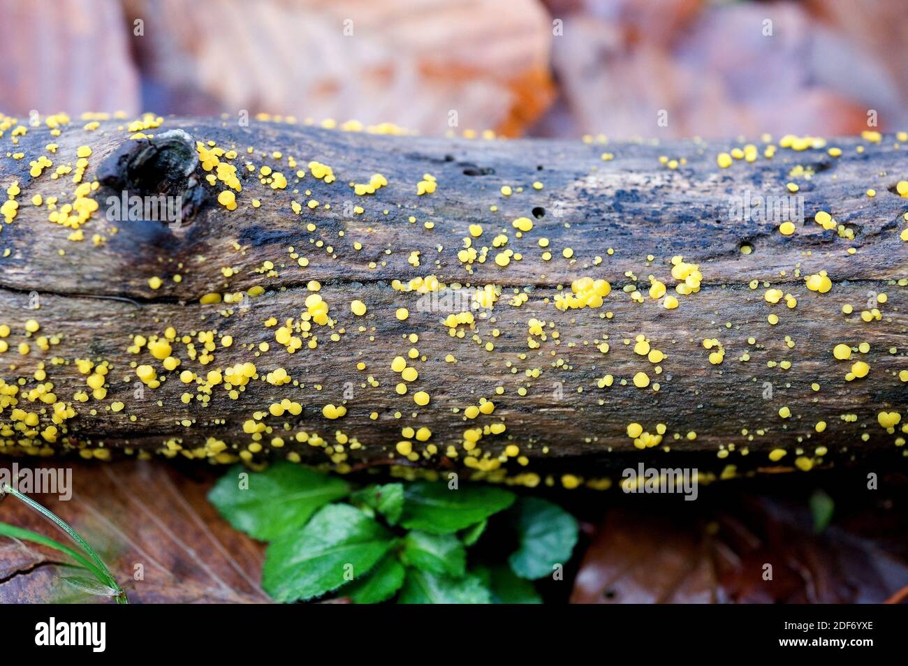 Lemon discos fungus or yellow fairy cups (Bisporella citrina) is a fungus that grows ondeciduous bark trees. This photo was taken in Montseny Stock Photo