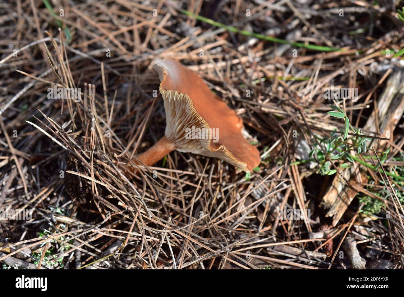 Funnel mushroom (Clitocybe gibba). This photo was taken in Anoia, Barcelona province, Catalonia, Spain. Stock Photo