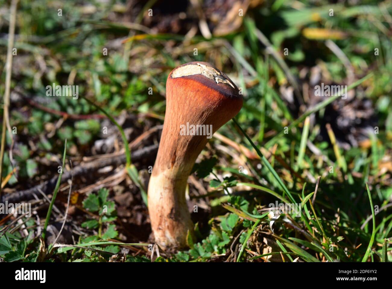 Club coral (Clavariadelphus truncatus) is an edible and medicinal mushroom. This photo was taken in a pine forest near Cantavieja, Teruel province, Stock Photo