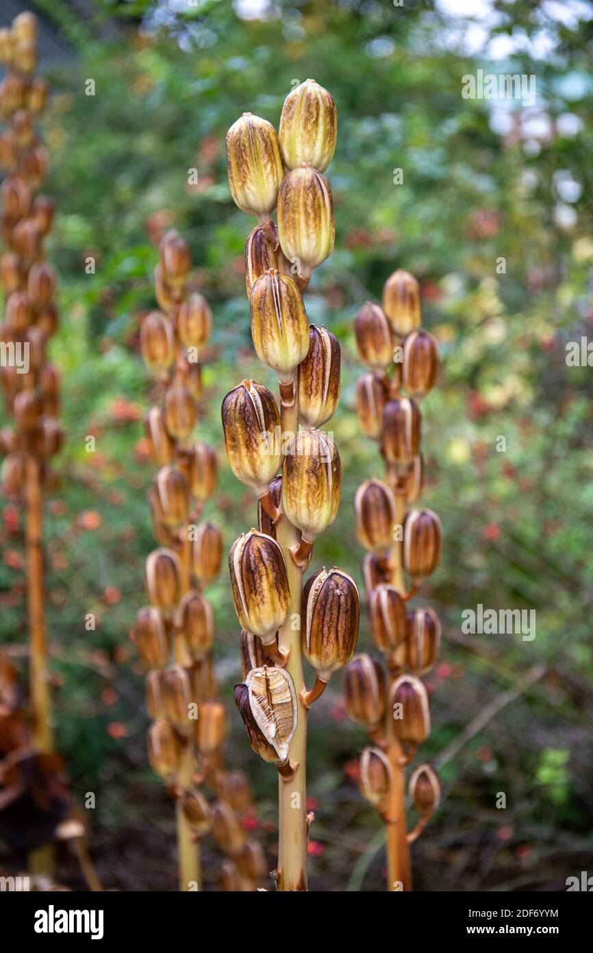 Japanese Cordiodrinum (Cardiocrinum cordatum var. glehnii) seed pods in autumn Stock Photo