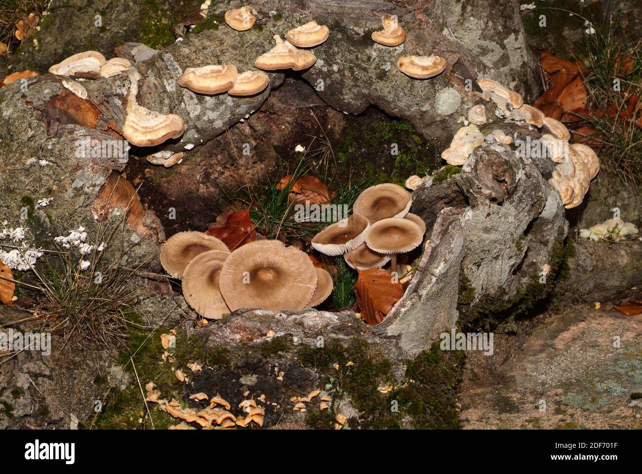 Inocybe asterospora is a poisonous fungus that grows in deciduous forests. This photo was taken in Montseny Biosphere Reserve, Barcelona province, Stock Photo