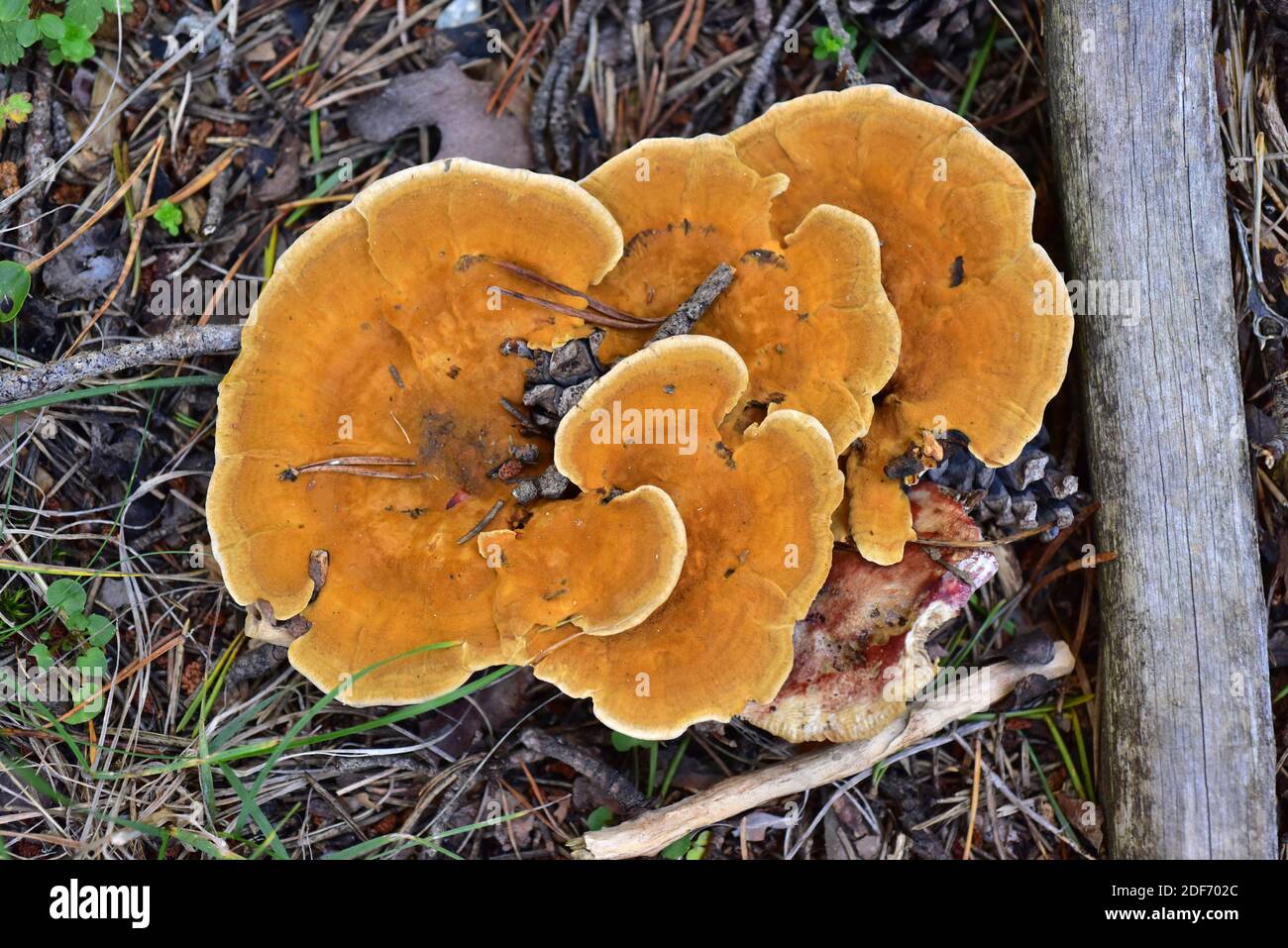 Orange spine (Hydnellum aurantiacum) is an infundibuliform fungus that grows on conifer forests. This photo was taken near Cantavieja, Teruel Stock Photo
