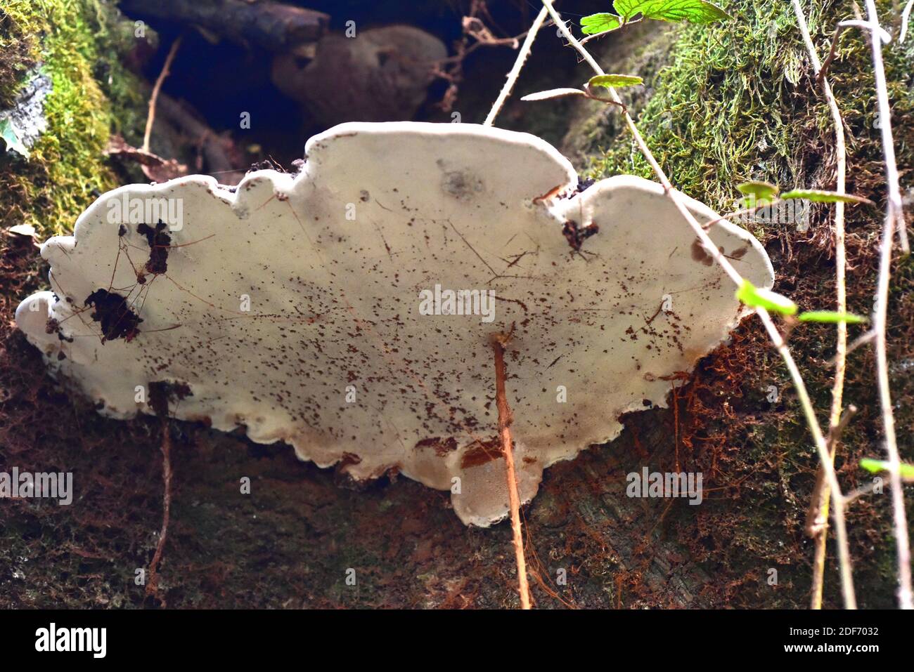 Bracket fungus (Ganoderma australe) is a saprophyte fungus that grows on trunks. This photo was taken in Otzarreta, Bizkaia, Euskadi, Spain. Stock Photo