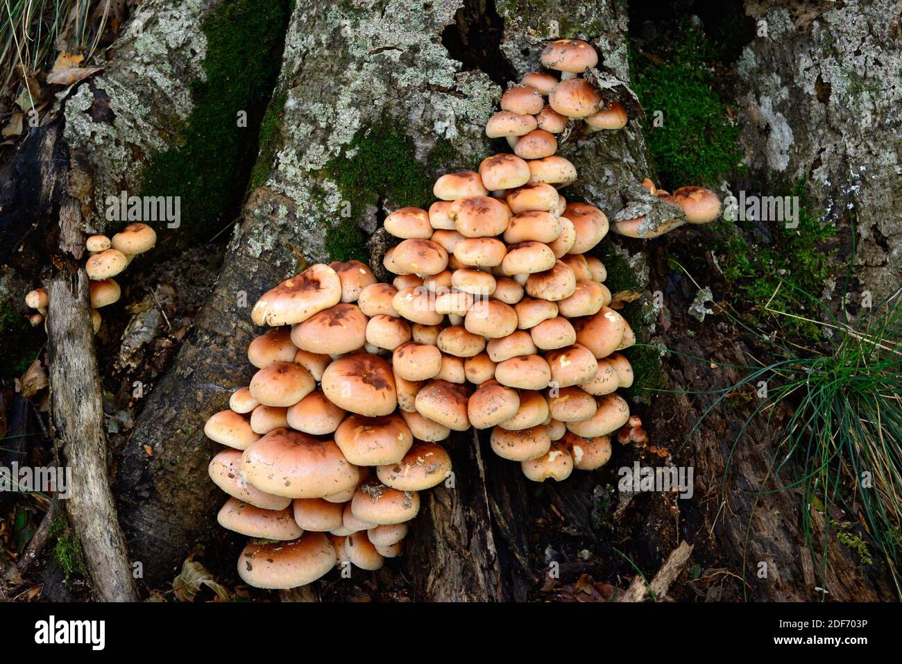 Sulphur tuft (Hypholoma fasciculare) is a poisonous mushroom. This photo was taken in Montseny Biosphere Reserve, Barcelona province, Catalonia, Stock Photo