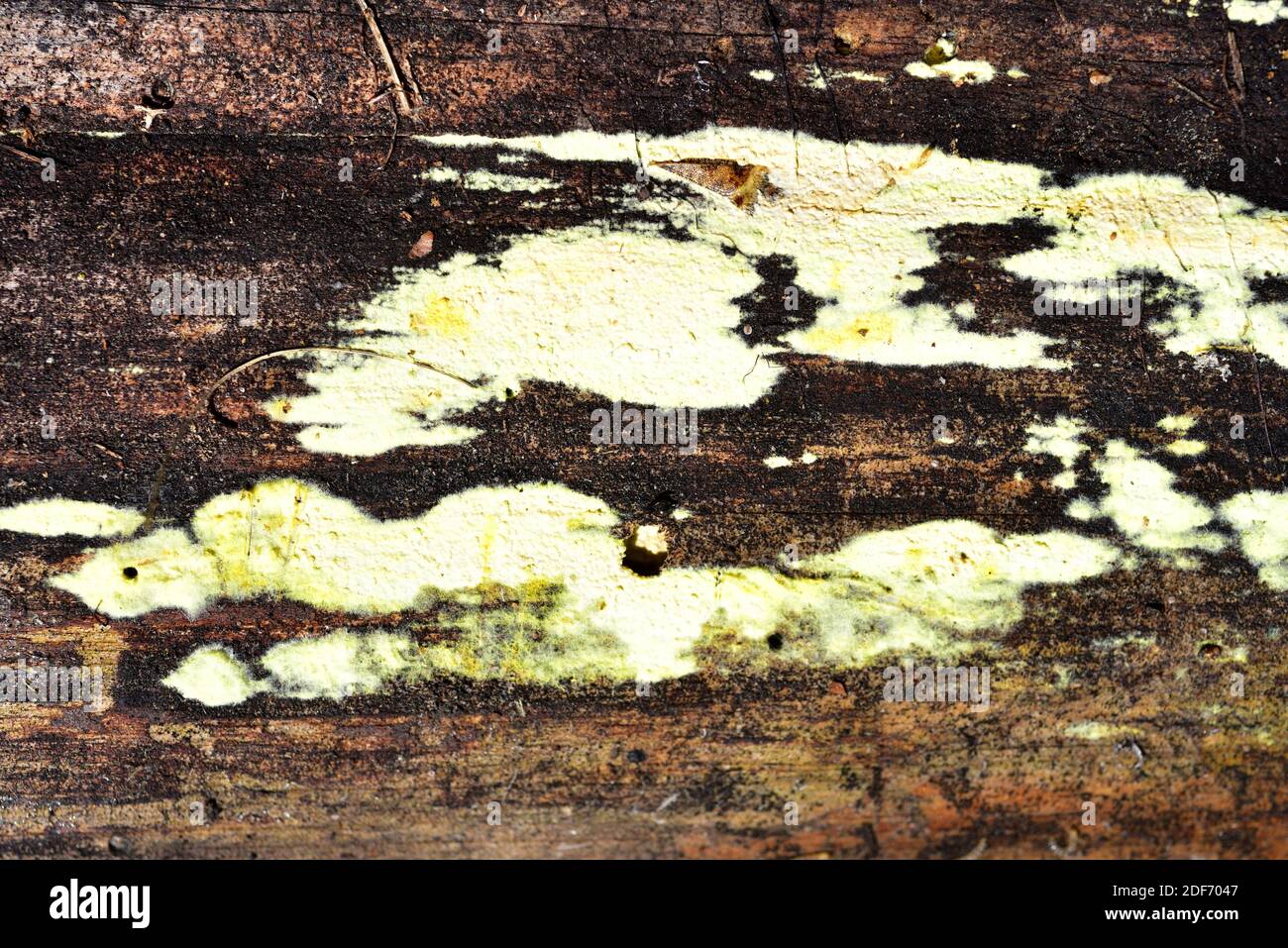 Leucogyrophana mollusca or Merulius molluscus is a wood decomposer fungus. This photo was taken near Cantavieja, Teruel province, Aragon, Spain. Stock Photo