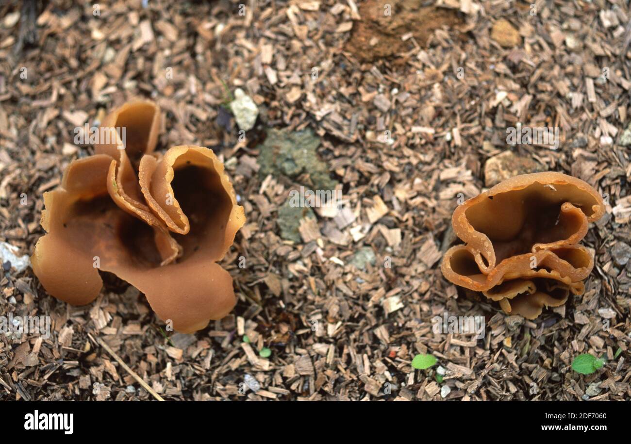 Toad's ear fungus (Otidea bufonia) is an inedible fungus that grows on soil. Stock Photo