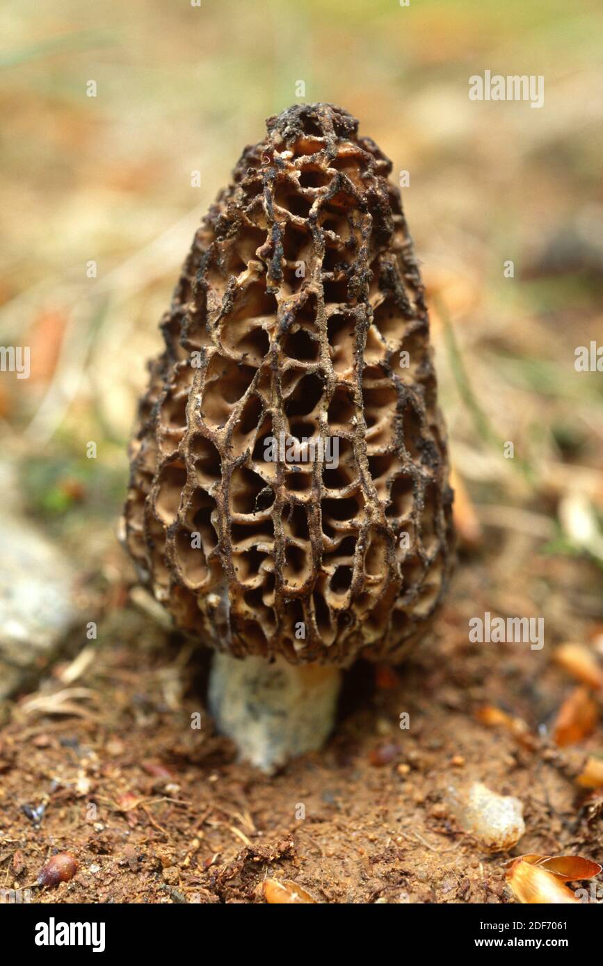 Black morel (Morchella conica) is an edible or toxic (to some people) mushroom. Stock Photo