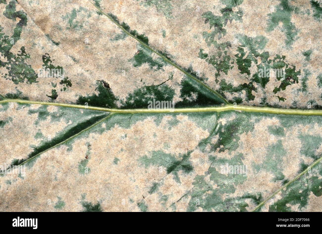 Powdery mildew (Oidium sp. ) is a parasitic fungus. In this photo parazitising an acanthus Stock