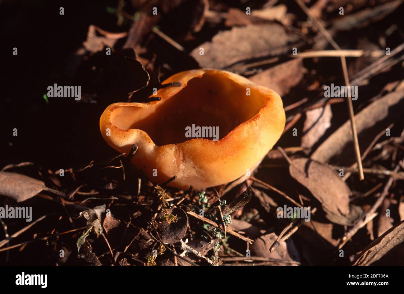 Bay cup fungus (Peziza badia) is a fungus toxic on raw. Stock Photo