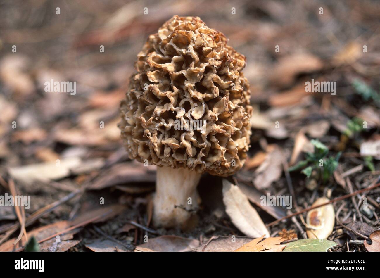 Yellow morel (Morchella esculenta) is an edible mushroom. This photo