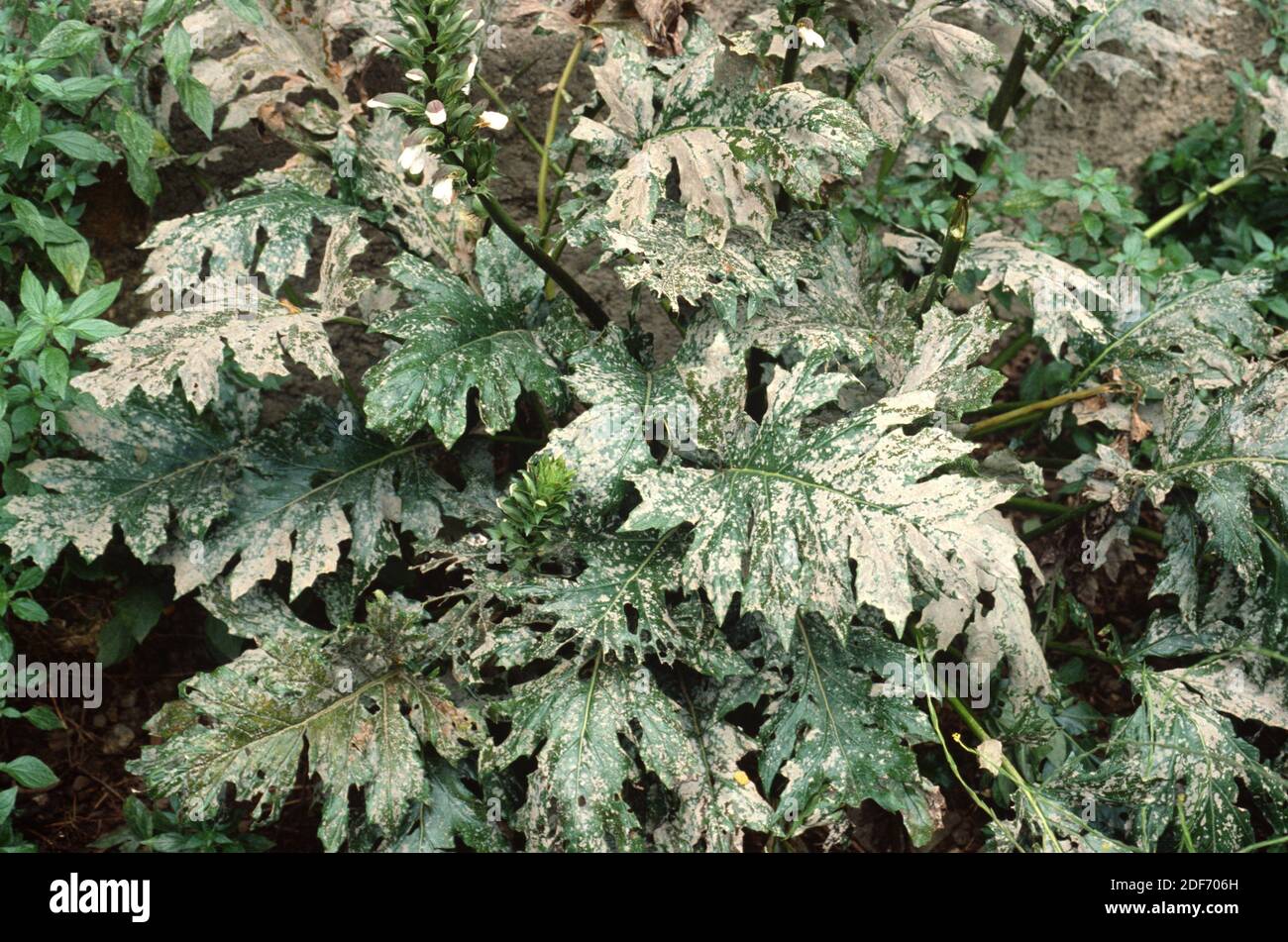 Powdery mildew (Oidium sp. ) is a parasitic fungus. In this photo parazitising an acanthus. Stock Photo
