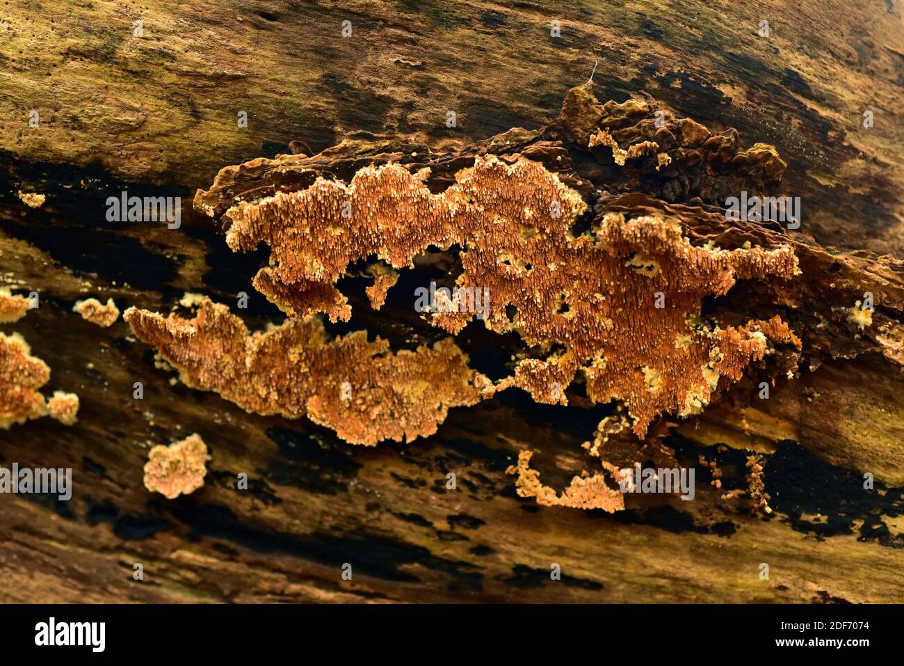 Ochre spreading tooth (Steccherinum ochraceum) is a parasitic fungus. This photo was taken in Dalby National Park, Skane, Sweden. Stock Photo