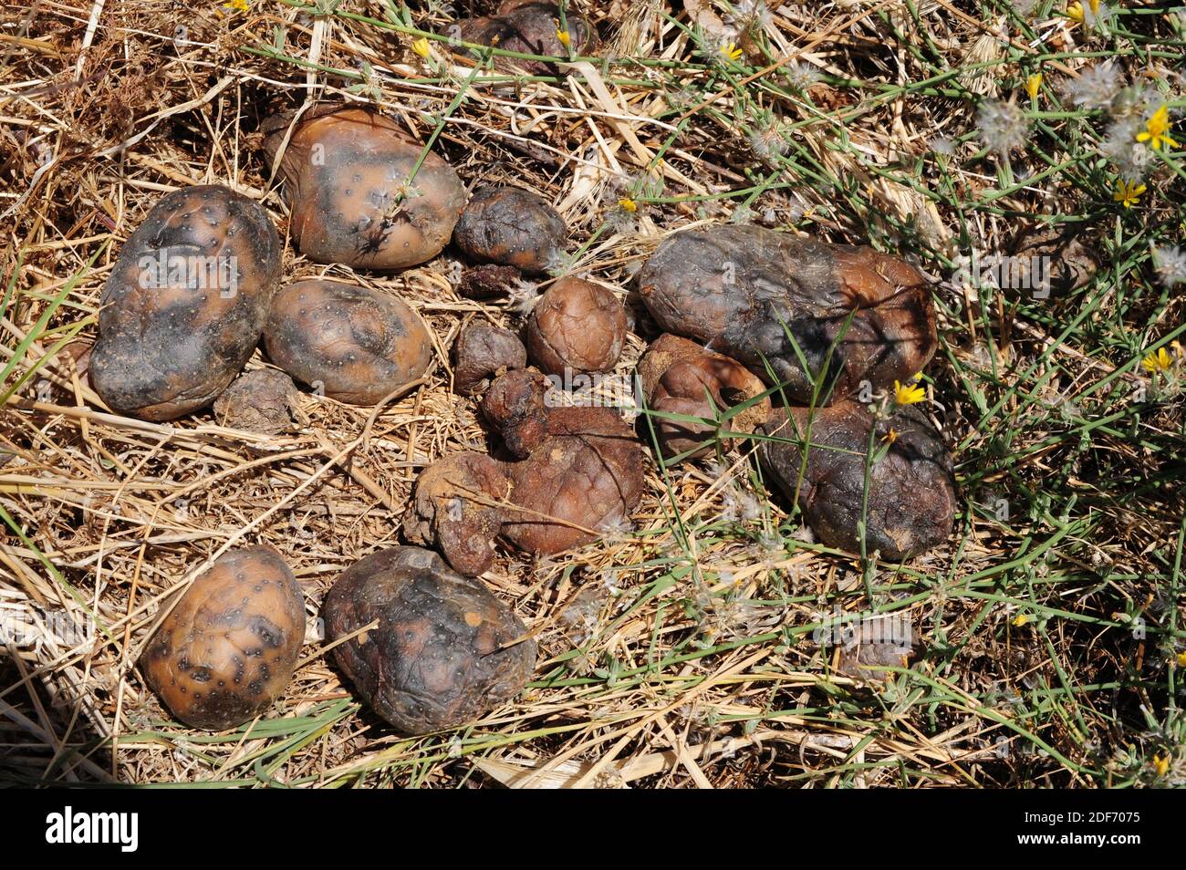 Phytophthora infestans is a parasite oomycete that causes the disease potato blight. This photo was taken in Valle del Jerte, Caceres province, Stock Photo
