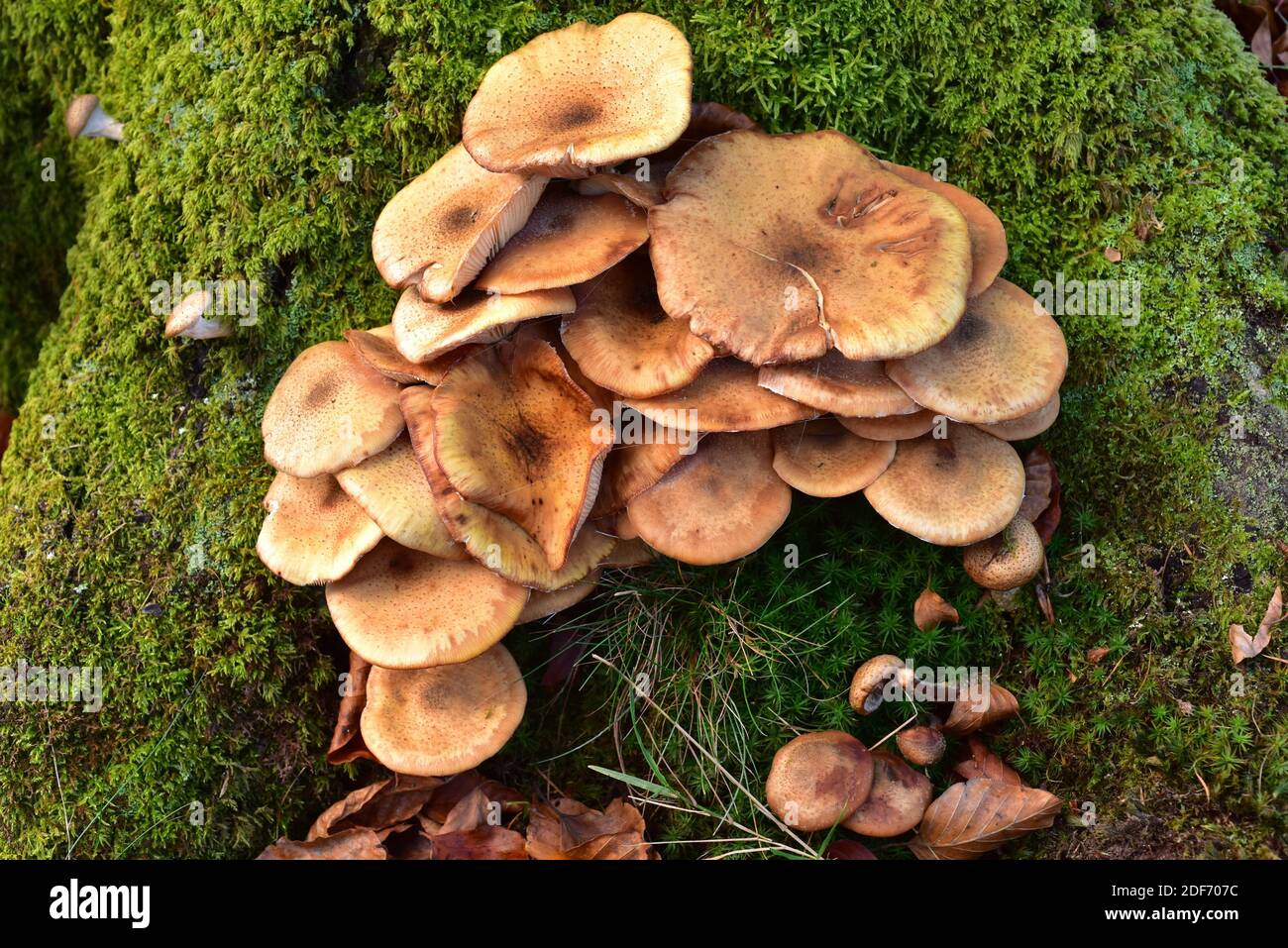 Sticky scalycap (Pholiota gummosa) is a saprophyte fungus. This photo was taken in Otzarreta Forest, Euskadi, Spain. Stock Photo