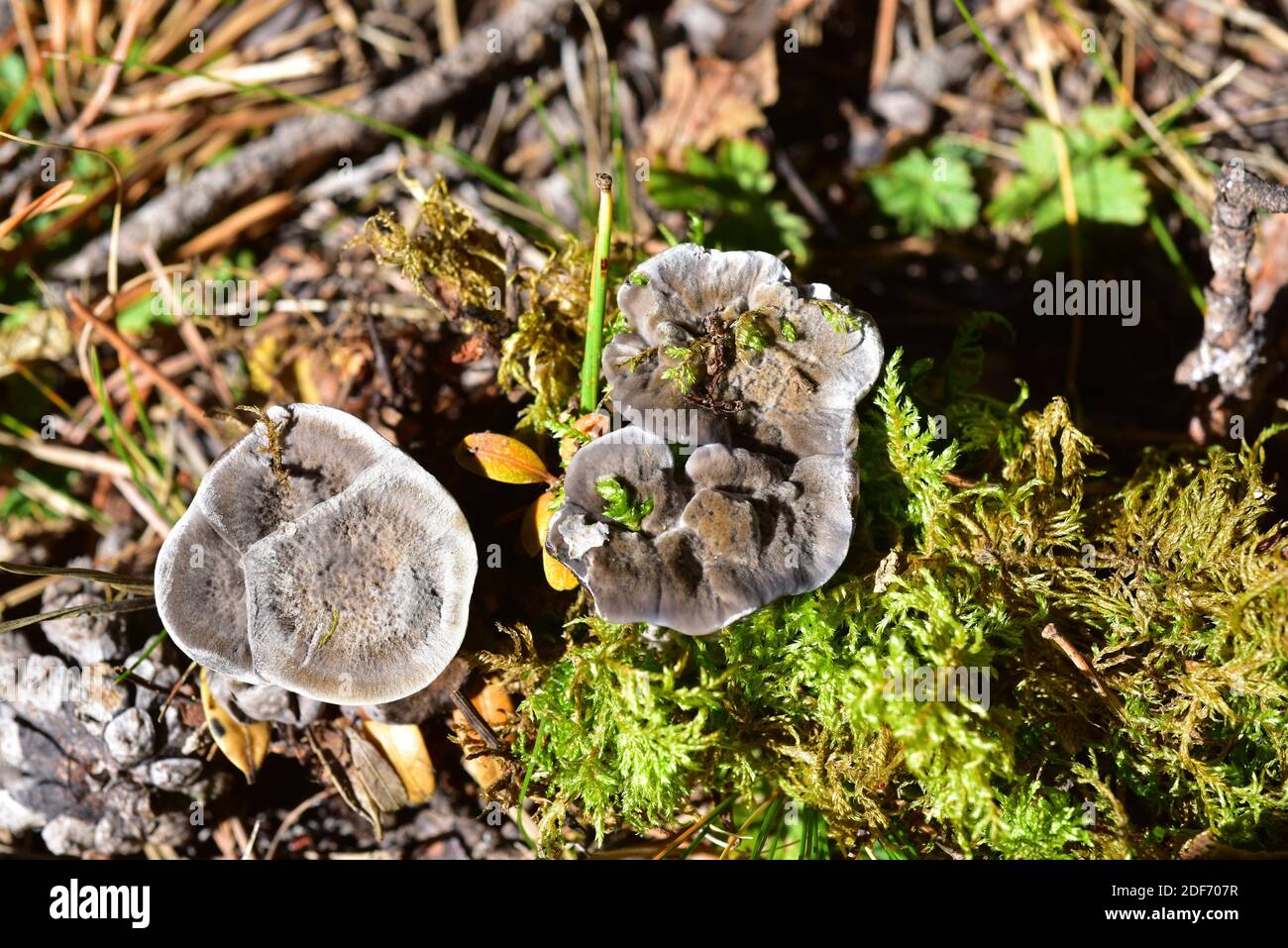 Black tooth (Phellodon niger) is an inedible fungus that grows on soil forests. This photo was taken near Cantavieja, Teruel province, Aragon, Spain. Stock Photo
