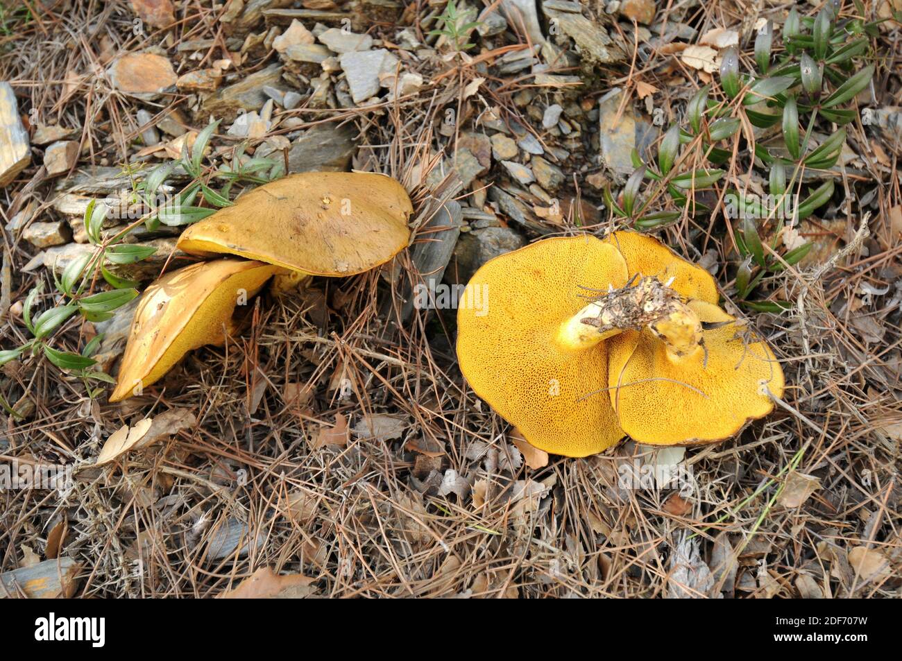Bovine bolete (Suillus bovinus) is an unpriced edible mushroom. This photo was taken near La Llacuna, Barcelona province, Catalonia, Spain. Stock Photo